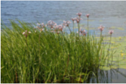 Flowering Rush - Butomus umbellatus